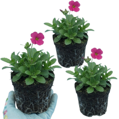 Arabis Barranca Deep Rose, Ready to Plant in Your Garden, 1L