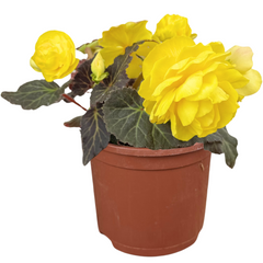1 Large Plant - Begonia Mocca Yellow, Ready to Plant in Your Garden, 2L Pot