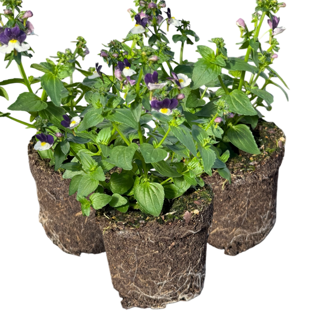 Nemesia Nuvo Blue Bicolour, Ready to Plant in Your Garden