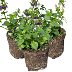 Nemesia Nuvo Blue Bicolour, Ready to Plant in Your Garden