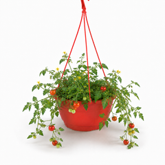 1 Tumbling Tom Red Trailing Tomato Plant, Outdoor Garden Ready, 25cm Root Ball, Hanging Basket