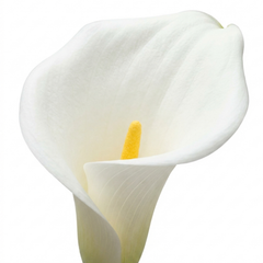 1 Zantedeschia Snow White Live Plant, Hardy Perennial Calla Lily, Outdoor Garden Ready, 3 Litre Root-Ball