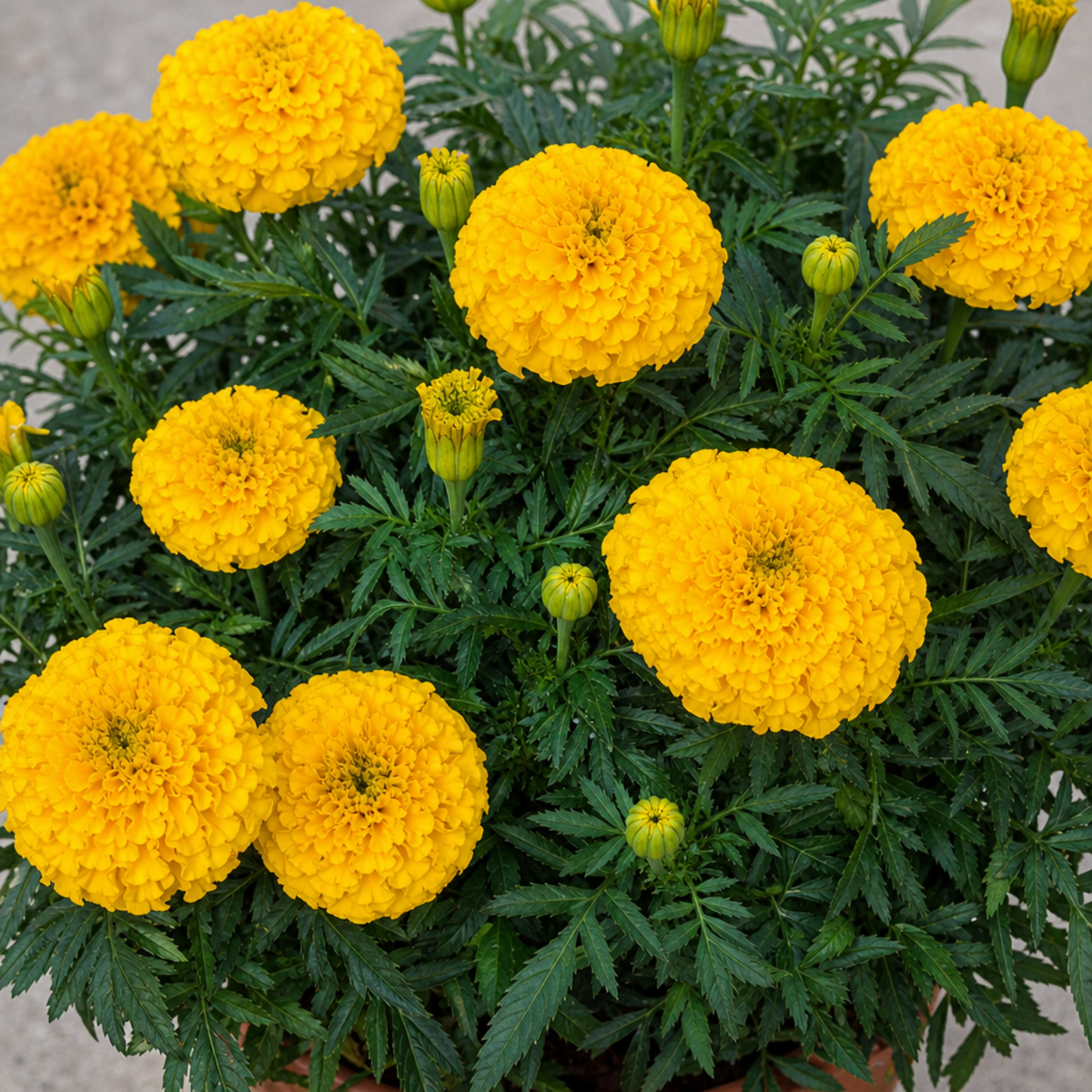 1 Large Plant - Marigold African Taishan Yellow, Outdoor Garden Ready, 2L Pot