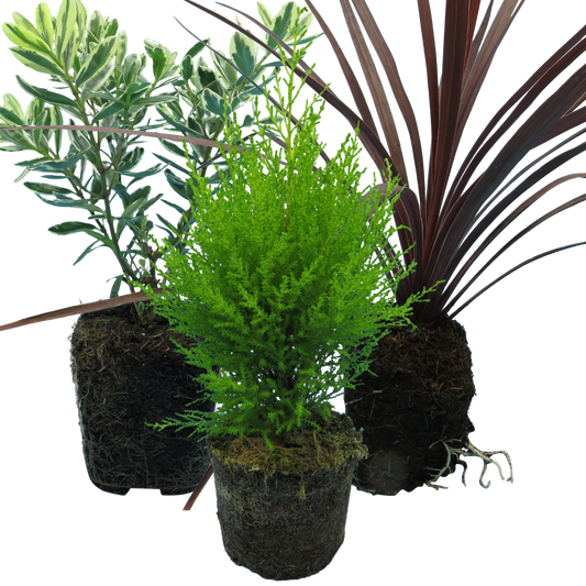Set of 3 or 6 Container Middles Plants - Cupressus Wilma, Cordyline Red Star & Hebe Varigata