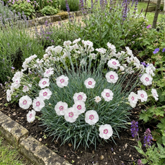 1 Cottage Pinks Dianthus Memories Plant, Hardy Perennial Summer Flowering, 2 Litre Root Ball