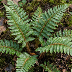 Set of 3 or 6 Japanese Tassel Fern Polystichum Polyblepharum Plants, Hardy Evergreen, 1 Litre Root Ball