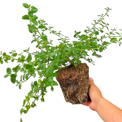 Ceanothus Repens | 2L Pot