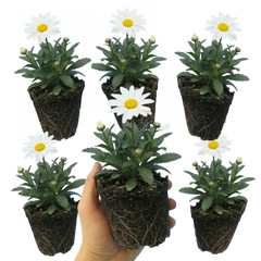 Set of 3 or 6 Leucanthemum Madonna White Shasta Daisy Plants, Hardy Perennial, 11cm or 1L Root Ball
