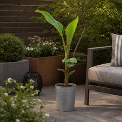 Banana Tree 3L (100–120 cm Tall) in Nursery Pot