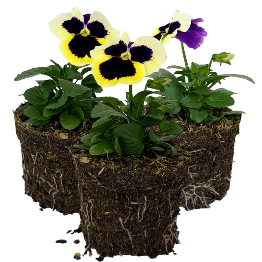 Upright Pansy Delta Pro Violet and White | 3 or 6 1L Pots