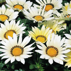Gazania Kiss White Improved | 3 or 6 1L Pots