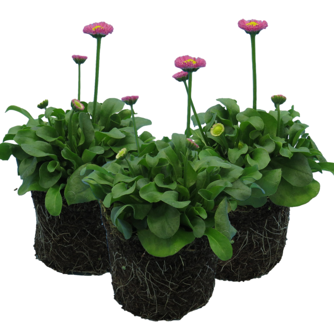 Bellis Rose | 3 or 6 1L Pots