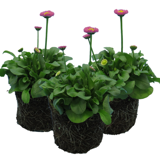 Bellis Rose | 3 or 6 1L Pots