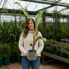 Banana Tree 3L (100–120 cm Tall) in Nursery Pot