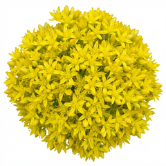 Set of 3 or 6 Sedum Oreganum Stonecrop Plants, Hardy Perennial, Bee Friendly Ground Cover, Outdoor Garden Ready, 1 Litre / 11cm Root-Ball