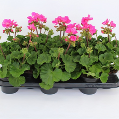 Pelargonium Toscana Dolce Vita Klass / Smart Laura | 3 or 6 1L Pots