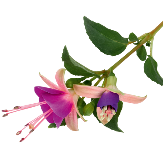 Fuchsia Diva Light Pink and Purple | 3 or 6 1L Pots