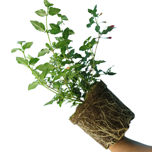 Fuchsia Mrs Popple | 2L Pot