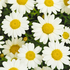 Argyranthemum Madeira White | 3 or 6 1L Pots