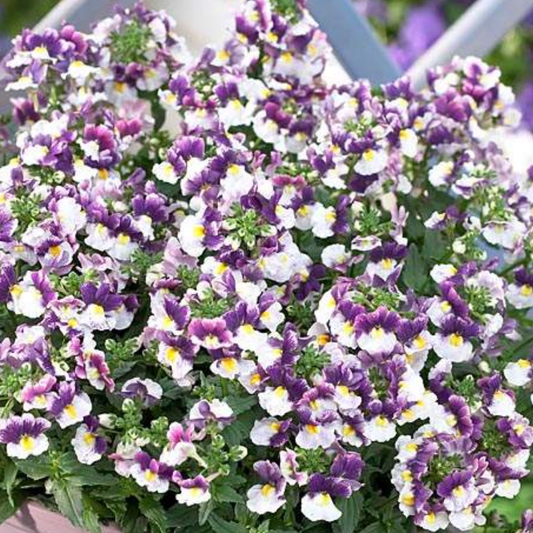 Nemesia Nuvo Purple Bicolour, Ready to Plant in Your Garden