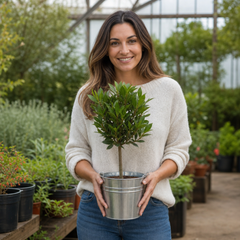 2L Bay Tree, Laurus Nobilis, Evergreen Culinary Herb, Pots
