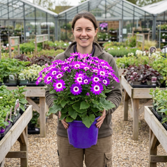 Senetti Violet Bicolour Pericallis Plant, Summer Flowering Patio Ready, 6.5 Litre Root Ball
