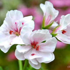Geranium Trailing Blanche Roche | 3 or 6 1L Pots