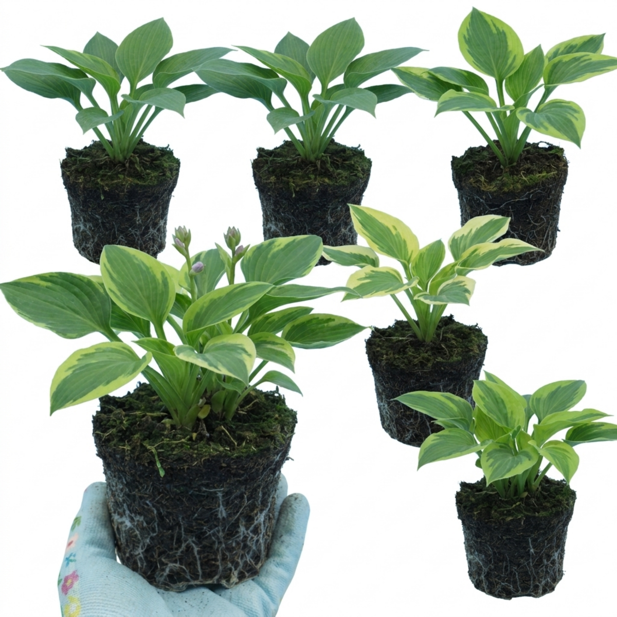 Hosta Growers' Mix Plants, Outdoor Garden Ready Hardy Shade Perennials, 1 Litre Root Ball