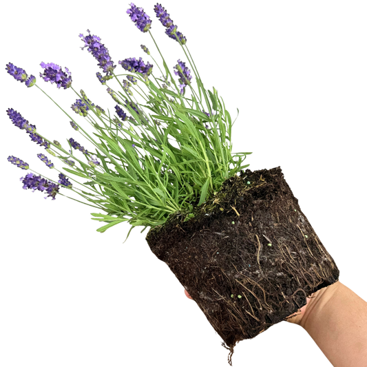 Lavender Light Blue | 2L Pot
