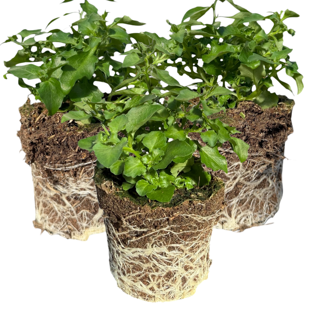 Lobelia Hot WaterBlue Improved | 3 or 6 1L Pots