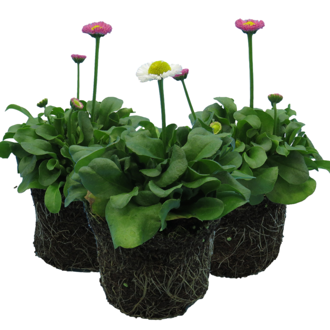 Bellis Assorted | 3 or 6 1L Pots