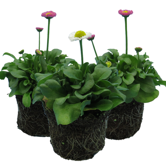 Bellis Assorted | 3 or 6 1L Pots