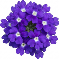 Trailing Verbena Blue Eye Plants, Summer Flowering Hanging Basket Ready, Outdoor Garden Ready, 10.5cm Root-Ball