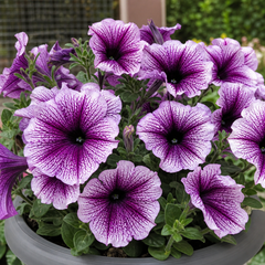 1 Large Plant - Petunia Sanguna Mega Purple Vein, Outdoor Garden Ready, 2L Pot