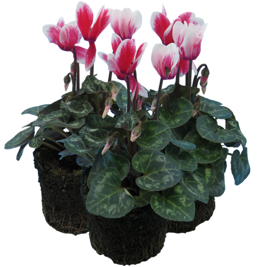 Cyclamen Flame Red 10.5cm