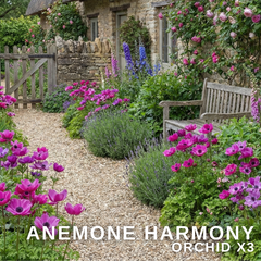 Anemone ‘Harmony Orchid’, Ready to Plant in Your Garden
