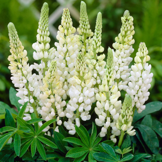 Lupin Legendary White Shades | 2L Pot