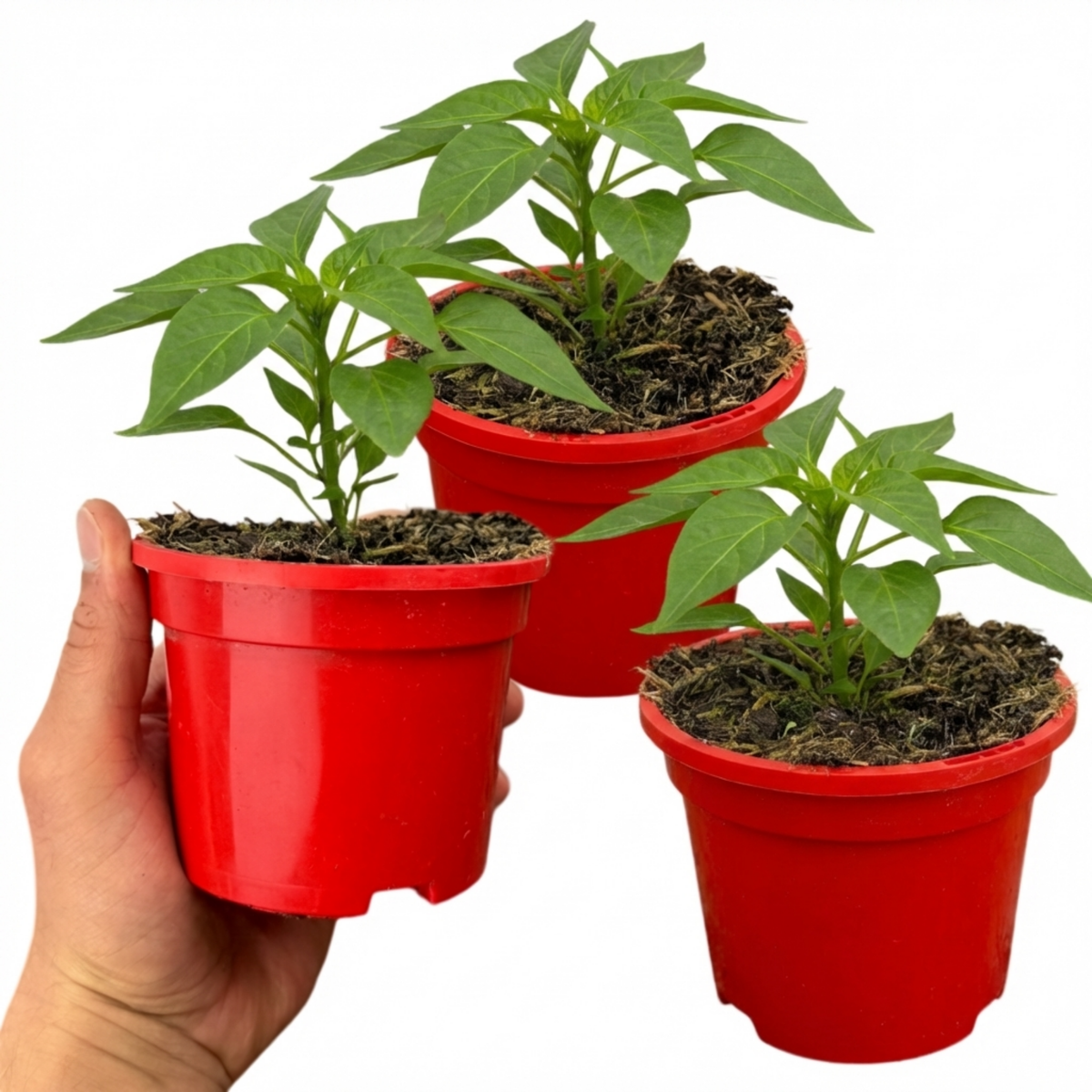 Sweet Pepper Redskin, Ready to Plant in Your Garden