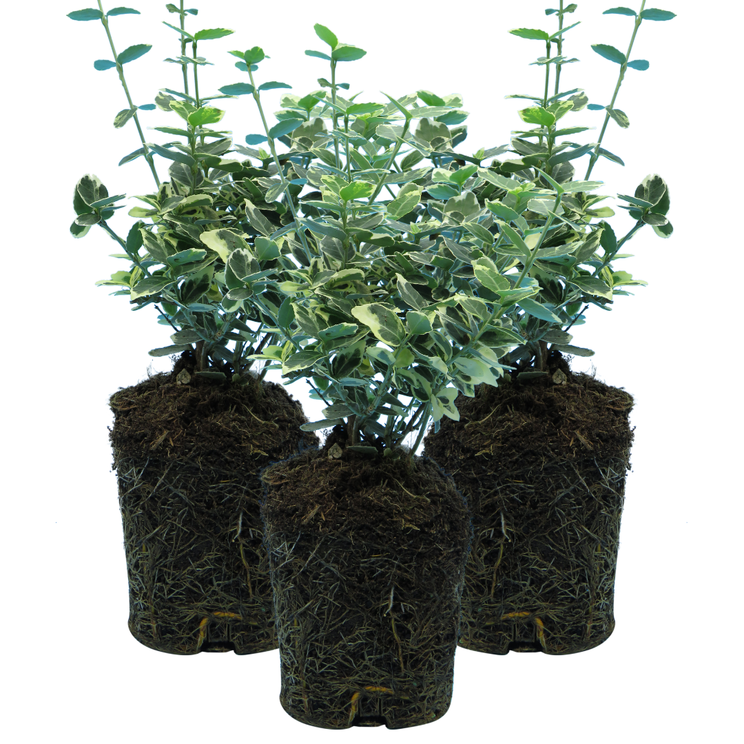 Set of 3 or 6 Euonymus Emerald Gaiety Variegated Hardy Evergreen Shrubs Outdoor Garden Ready Low Maintenance Ground Cover Plants 1 Litre Root Ball