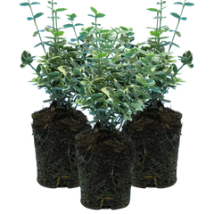 Set of 3 or 6 Euonymus Emerald Gaiety Variegated Hardy Evergreen Shrubs Outdoor Garden Ready Low Maintenance Ground Cover Plants 1 Litre Root Ball
