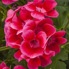 Geranium Calliope Pretty Little Pink Splash | 3 or 6 1L Pots