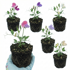 Sweet Pea Spencer Mix, 10.5 cm Rootballs