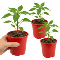 Chilli Pepper Plants - Hungarian Hot Wax, Ready to Plant in Your Garden