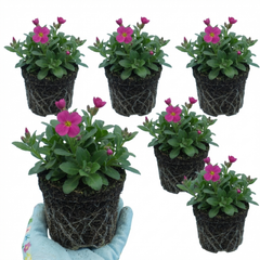 Arabis Aubris Deep Rose, Ready to Plant in Your Garden, 1L