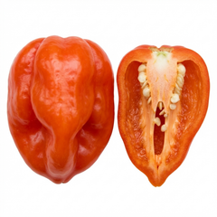 Chilli Pepper Plants - Scotch Bonnet, Ready to Plant in Your Garden