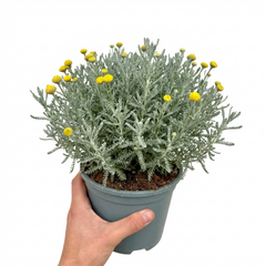 Santolina Chamaecyparissus Cotton Lavender Plant, Drought Tolerant Hardy Evergreen Shrub, 2L Root-Ball