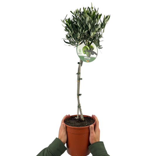 Olive Tree