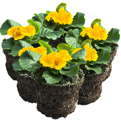Primrose Orange | 3 or 6 1L Pots