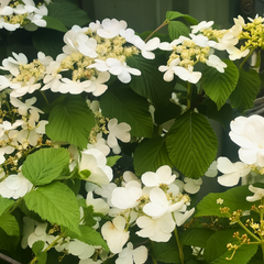 Viburnum Mariesii | 3L Pot