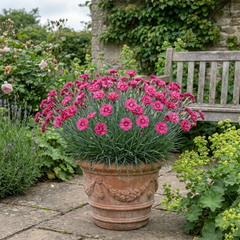 1 Cottage Pink Dianthus Sugar Raspberry, Hardy Summer Flowering Perennial, Garden Ready, 5L Root Ball